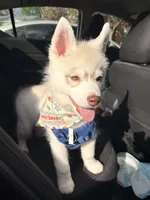 Bear, a male Siberian Husky for sale in Mooresville, NC – Photo 1 of 3