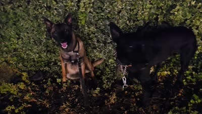 Facility video
