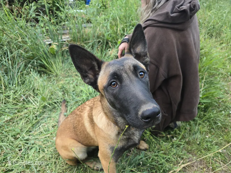 Ginger – Belgian Malinois puppy for sale in Bellingham, WA