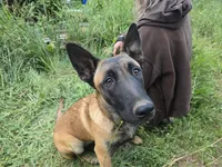 Ginger, a female Belgian Malinois for sale in Bellingham, WA – 1 of 8