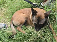 Kona, a female Belgian Malinois for sale in Bellingham, WA – 8 of 10