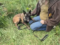 Payton, a female Belgian Malinois for sale in Bellingham, WA – 5 of 10