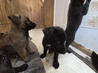 Strong, a male Belgian Malinois and Labrador Retriever for sale in Bellingham, WA – 2 of 2