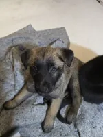 Big, a male Belgian Malinois and Labrador Retriever for sale in Bellingham, WA – 4 of 4