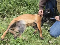 Kona, a female Belgian Malinois for sale in Bellingham, WA – 6 of 10
