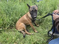Stella , a male Belgian Malinois for sale in Bellingham, WA – 3 of 10