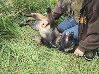 Payton, a female Belgian Malinois for sale in Bellingham, WA – 2 of 10