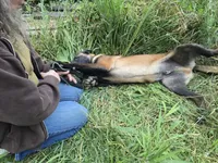Rex, a male Belgian Malinois for sale in Bellingham, WA – 4 of 8