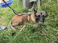 Kona, a female Belgian Malinois for sale in Bellingham, WA – 9 of 10