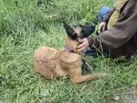 Ginger, a female Belgian Malinois for sale in Bellingham, WA – 6 of 8
