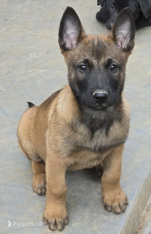 Spicey – Belgian Malinois puppy for sale in Bellingham, WA