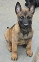 Spicey, a female Belgian Malinois for sale in Bellingham, WA – Photo 1 of 9