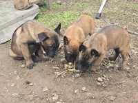 Spicey, a female Belgian Malinois for sale in Bellingham, WA – Photo 7 of 9