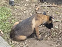 Spicey, a female Belgian Malinois for sale in Bellingham, WA – Photo 9 of 9