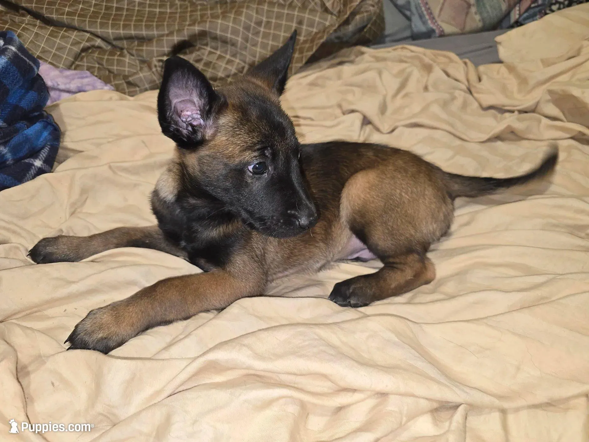 Spicey more – Belgian Malinois puppy for sale in Bellingham, WA
