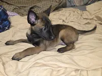 Spicey, a female Belgian Malinois for sale in Bellingham, WA – Photo 4 of 9