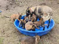 Spicey, a female Belgian Malinois for sale in Bellingham, WA – Photo 8 of 9