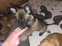 Spicey, a female Belgian Malinois for sale in Bellingham, WA – Photo 6 of 9
