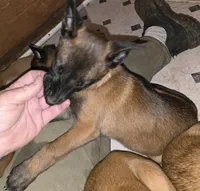 Spicey, a female Belgian Malinois for sale in Bellingham, WA – Photo 2 of 9