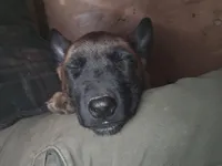 Spicey, a female Belgian Malinois for sale in Bellingham, WA – Photo 3 of 9