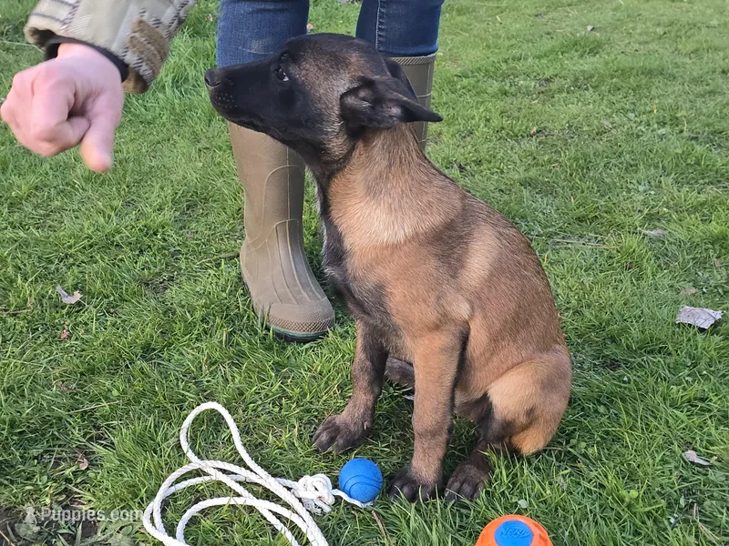 Spicey more – Belgian Malinois puppy for sale in Bellingham, WA