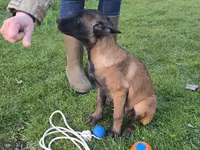 Spicey, a male Belgian Malinois for sale in Bellingham, WA – 2 of 5