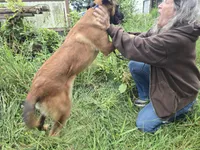 Rex, a male Belgian Malinois for sale in Bellingham, WA – 6 of 8