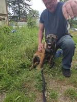 Kona, a female Belgian Malinois for sale in Bellingham, WA – 2 of 10