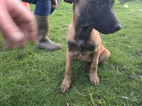 Mr energy, a male Belgian Malinois for sale in Bellingham, WA – 2 of 3