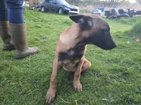 Mr energy, a male Belgian Malinois for sale in Bellingham, WA – 3 of 3