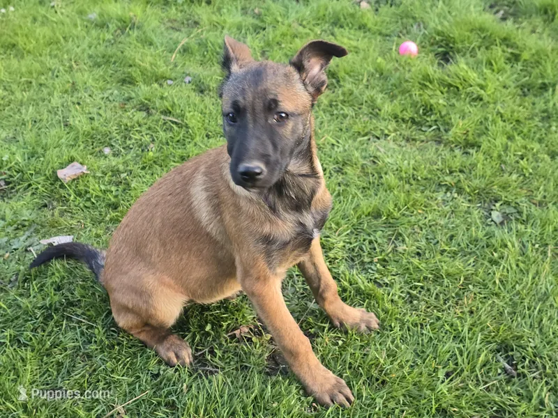 Boisterous  – Belgian Malinois puppy for sale in Bellingham, WA