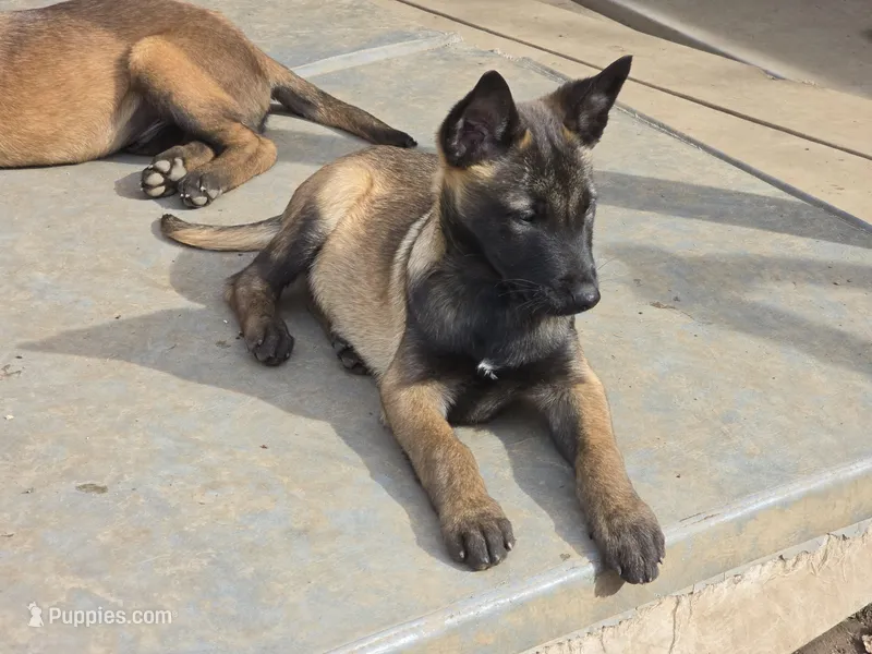 Boisterous  – Belgian Malinois puppy for sale in Bellingham, WA