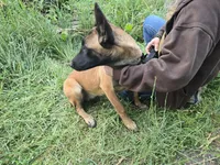 Payton, a female Belgian Malinois for sale in Bellingham, WA – 9 of 10