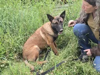 Kona, a female Belgian Malinois for sale in Bellingham, WA – 3 of 10
