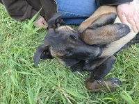 Tundra, a male Belgian Malinois for sale in Bellingham, WA – 2 of 7