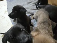 Cutest , a female Belgian Malinois and Labrador Retriever for sale in Bellingham, WA – 3 of 3