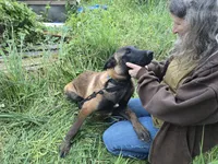Tundra, a male Belgian Malinois for sale in Bellingham, WA – 7 of 7
