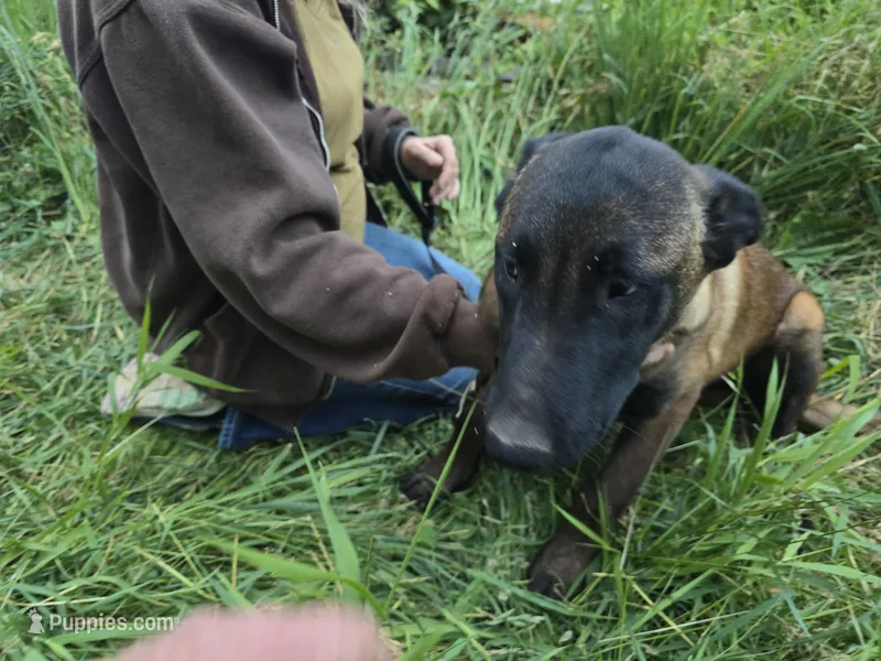 Tundra – Belgian Malinois puppy for sale in Bellingham, WA