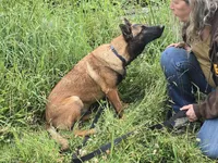 Kona, a female Belgian Malinois for sale in Bellingham, WA – 5 of 10