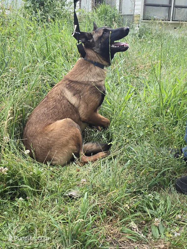 Kona – Belgian Malinois puppy for sale in Bellingham, WA