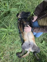 Tundra, a male Belgian Malinois for sale in Bellingham, WA – 5 of 7