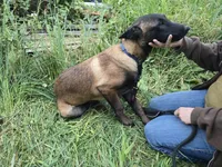 Tundra, a male Belgian Malinois for sale in Bellingham, WA – 6 of 7