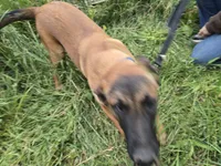 Rex, a male Belgian Malinois for sale in Bellingham, WA – 2 of 8