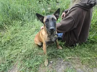 Ginger, a female Belgian Malinois for sale in Bellingham, WA – 7 of 8