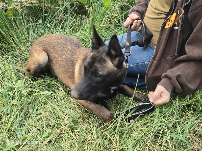 Payton – Belgian Malinois puppy for sale in Bellingham, WA
