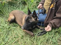 Payton, a female Belgian Malinois for sale in Bellingham, WA – 1 of 10