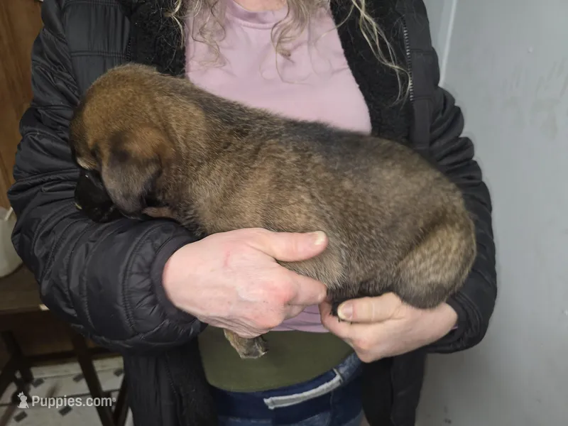 Spicey 2 – Belgian Malinois, German Shepherd Dog puppy for sale in Bellingham, WA