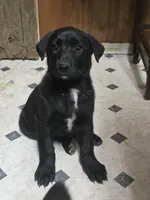 Spicey 2, a male Belgian Malinois and German Shepherd Dog for sale in Bellingham, WA – Photo 4 of 10