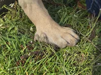 Miss vocal, a female German Shepherd Dog and Labrador Retriever for sale in Bellingham, WA – 2 of 5