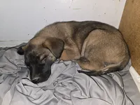 Spicey 2, a male Belgian Malinois and German Shepherd Dog for sale in Bellingham, WA – Photo 7 of 10